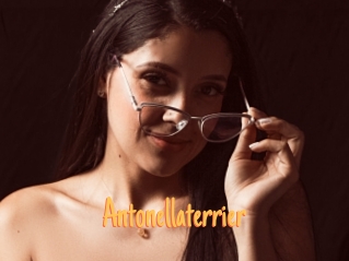 Antonellaterrier