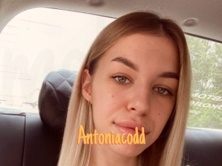 Antoniacodd