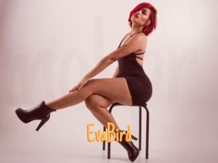 EvaBird
