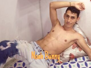 Noah_Bunny