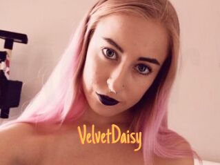 VelvetDaisy